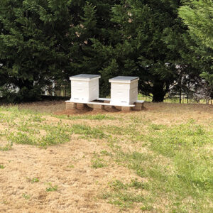 Photo of two beehives in a yard