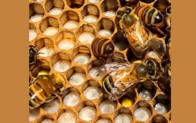 How a Queen Honey Bee is Made