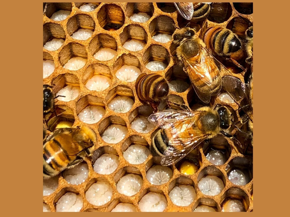 How a Queen Honey Bee is Made - Strength of Love