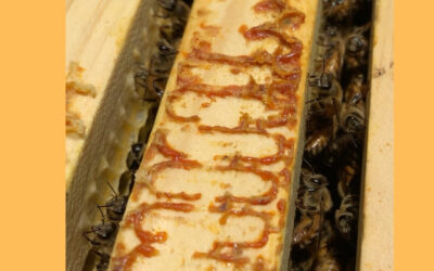 What is Propolis?