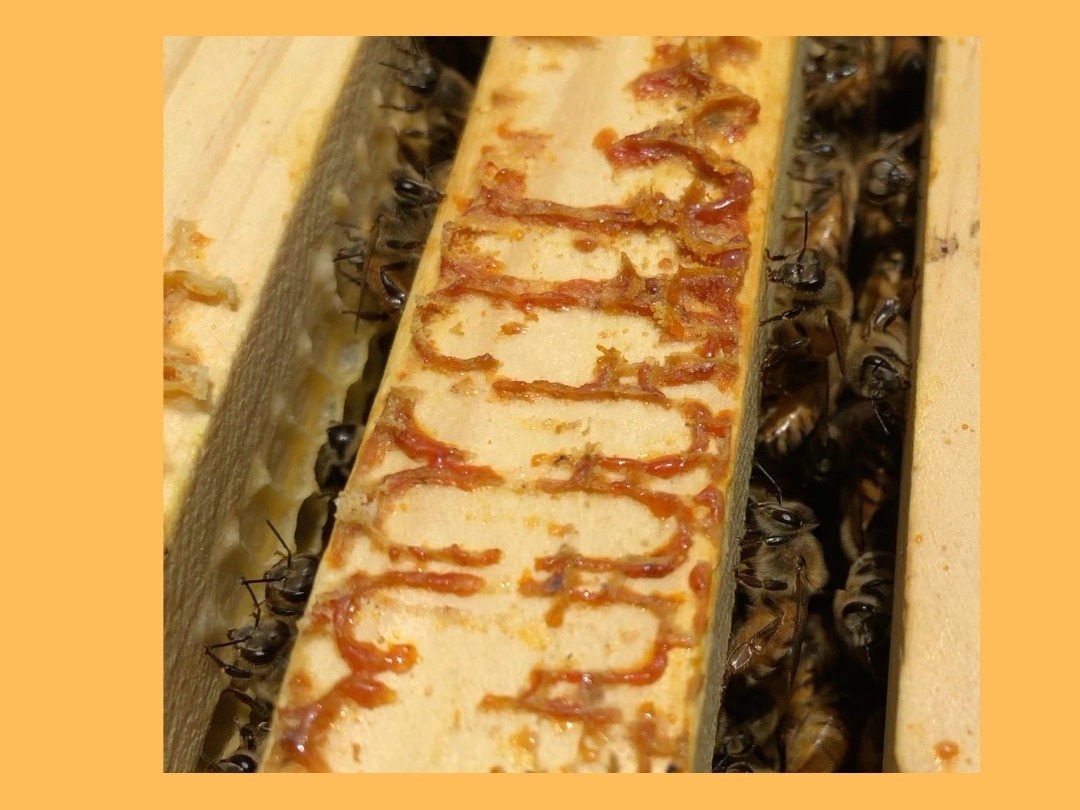 bees propolis