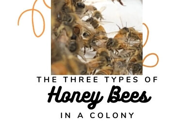 The 3 Types of Honey Bees in a Colony