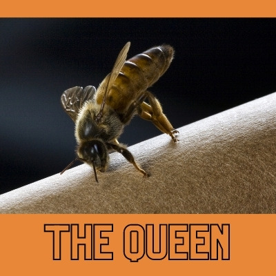 photo of a queen honey bee resting on a hard surface
