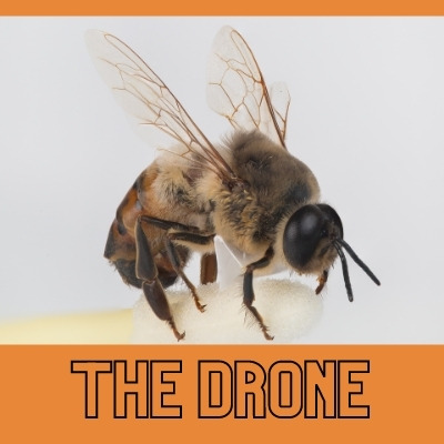 photo of a male drone honey bee