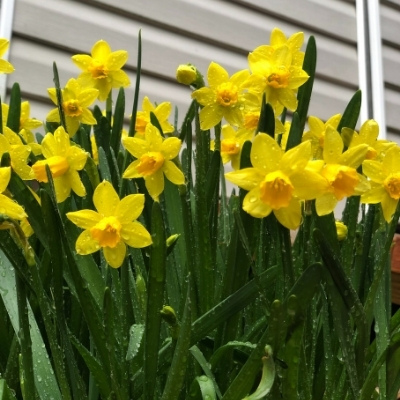 closeup photo of a bunch of yellow daffodils in bloom