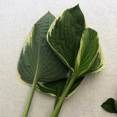 closeup photo of a bunch hosta leaves on a tablecloth