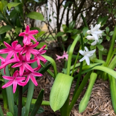 closeup photo of a bunch hyacinth plants in bloom