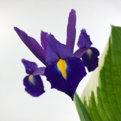 photo of purple iris with a hosta leaf in the foreground