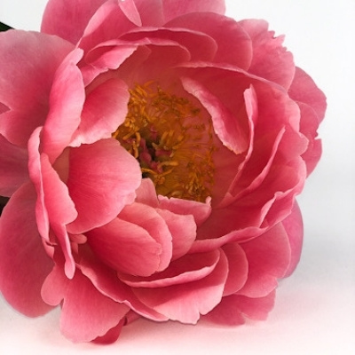 closeup photo of coral pink peony