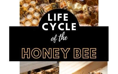 The Life Cycle of a Honey Bee