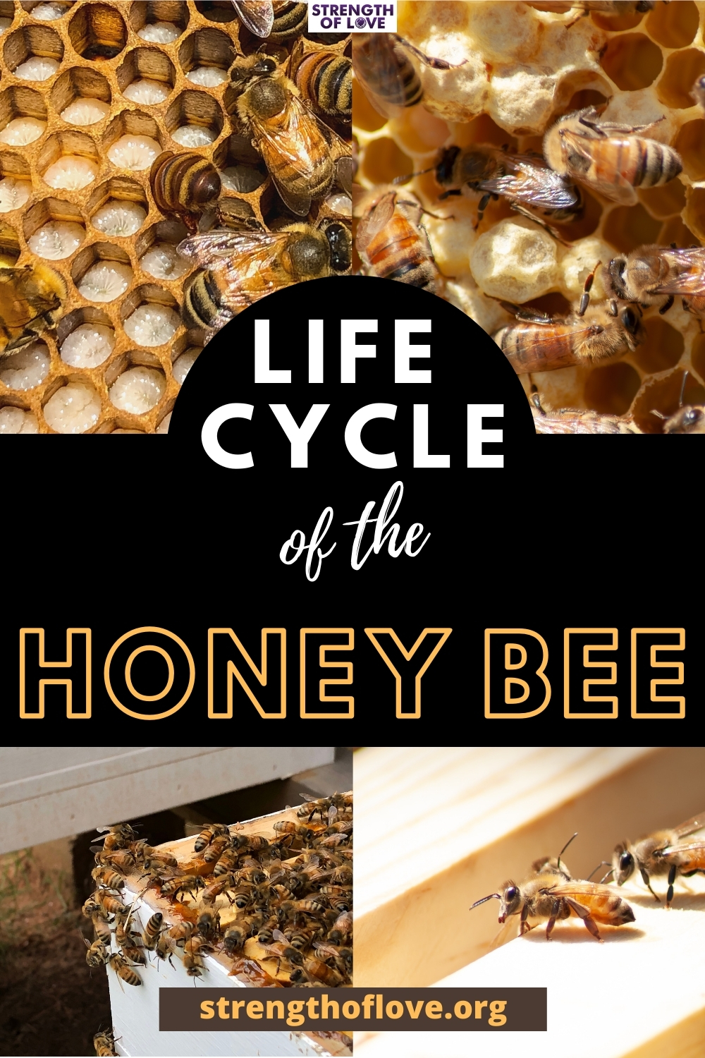 title slide for post with four photos of honey bees with text that reads 'life cycle of the honey bee'
