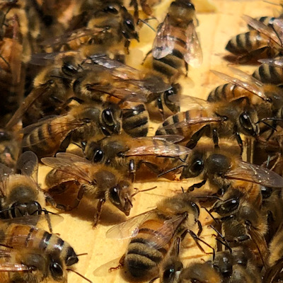 photo of several honeybees atop a wooden frame in the sunshine