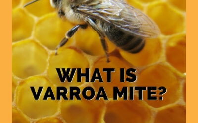 What is Varroa Mite and How Do They Threaten Honeybees?